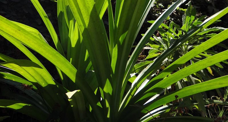 Mengenal 9 Manfaat Daun Pandan