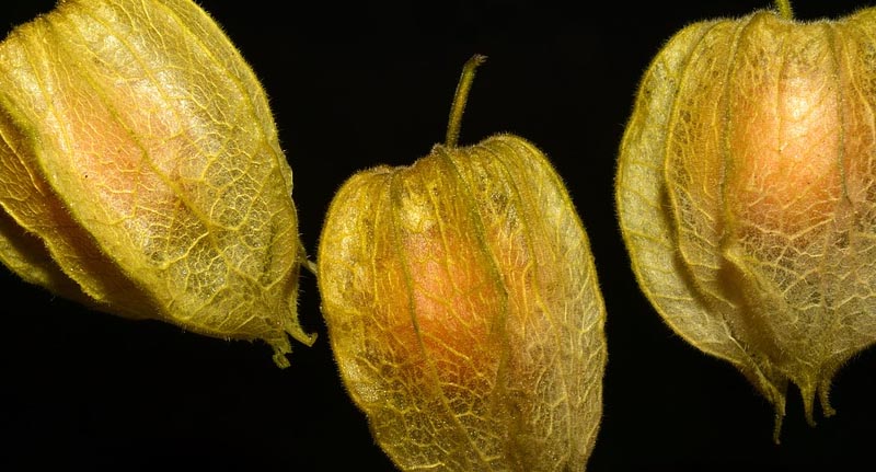 Bentuk Buah Ciplukan Saat Matang