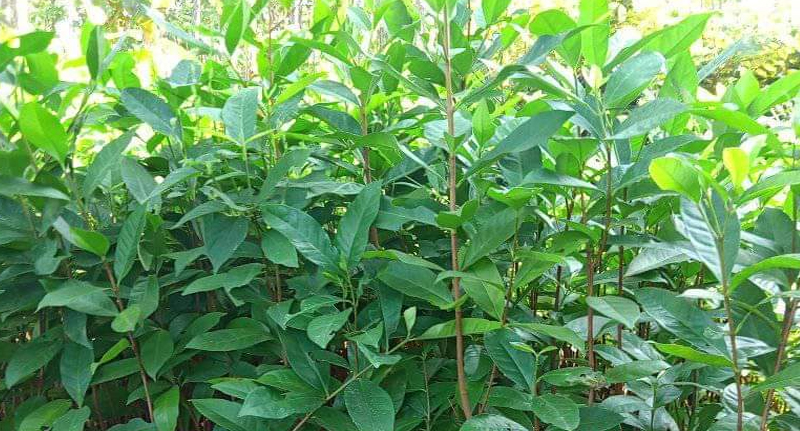 Bentuk Tanaman Daun Salam