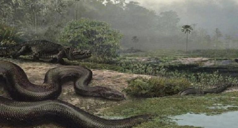 Inilah Titanoboa, Ular Purba Terbesar Di Dunia: Panjang Hingga 13 Meter ...