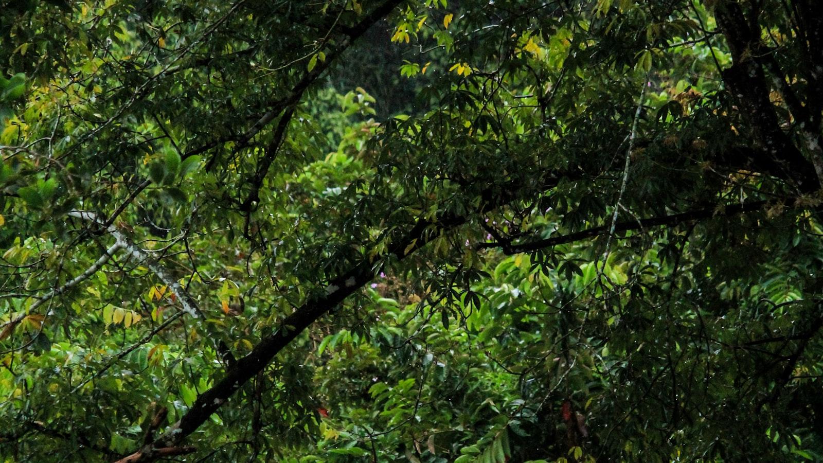 Fakta Menarik tentang Ekosistem dan Biodiversitas